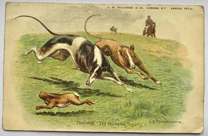 1900's greyhound dog coursing Waterloo Cup postcard GD Rowlandson